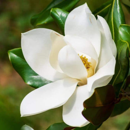 Magnolia Brittany Tree Huge White Flowers