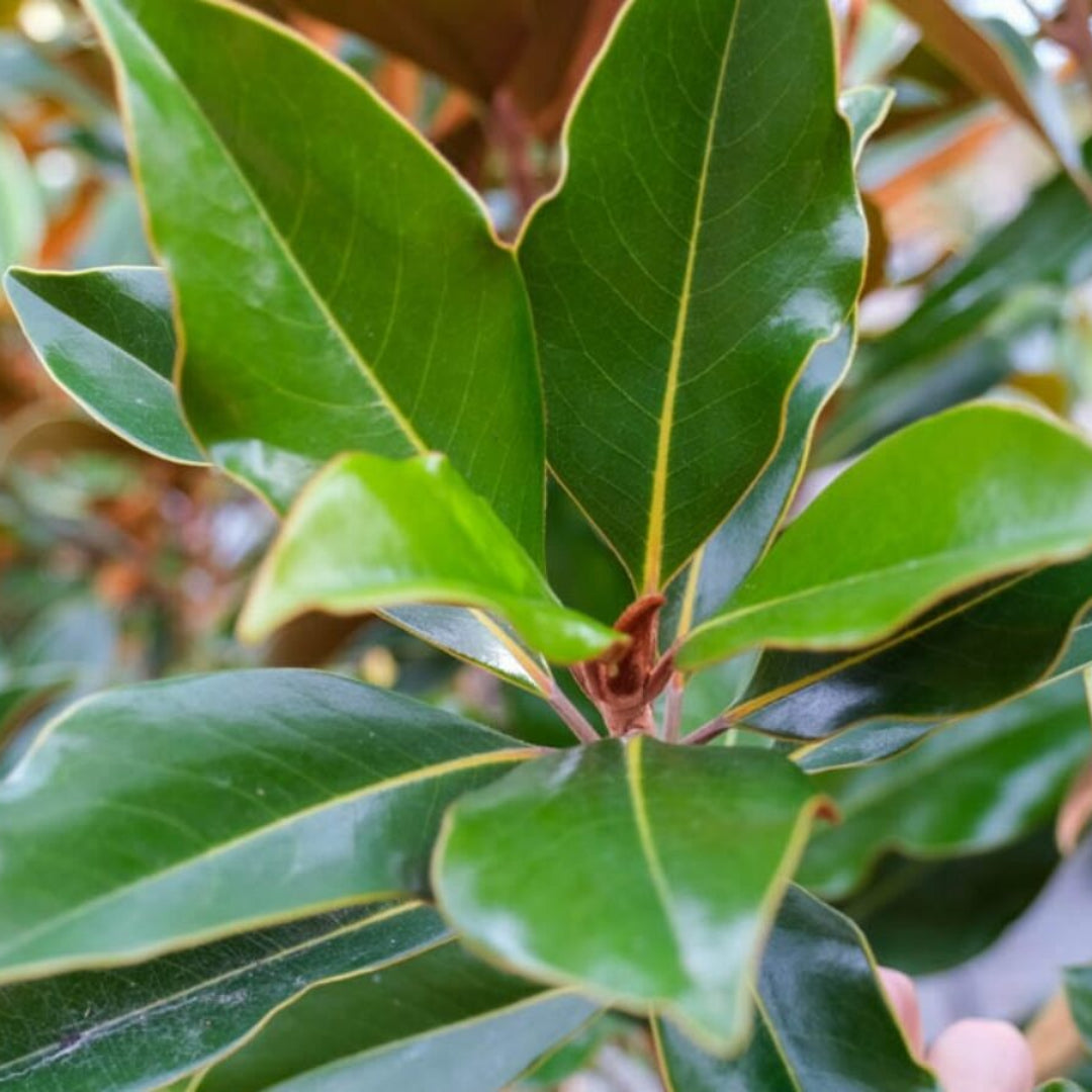 Kay Parris Magnolia Tree