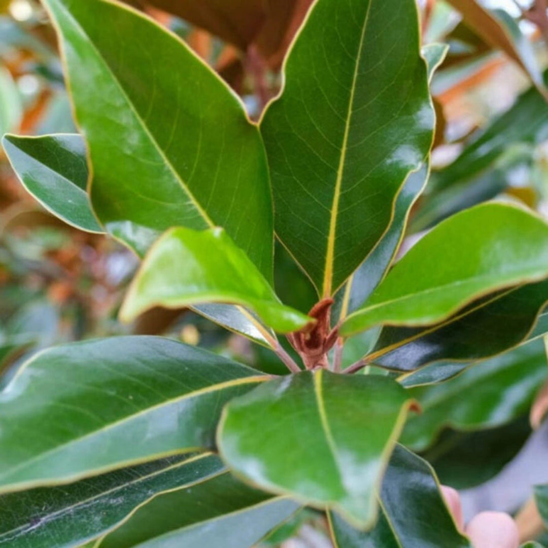 Magnolia grandiflora Kay Parris flower and foliage view