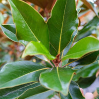 Magnolia grandiflora Kay Parris flower and foliage view