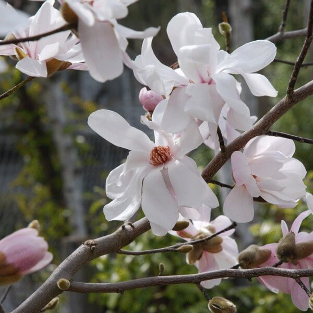 Merrill Magnolia