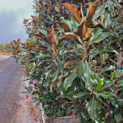 Kay Parris Magnolia Tree