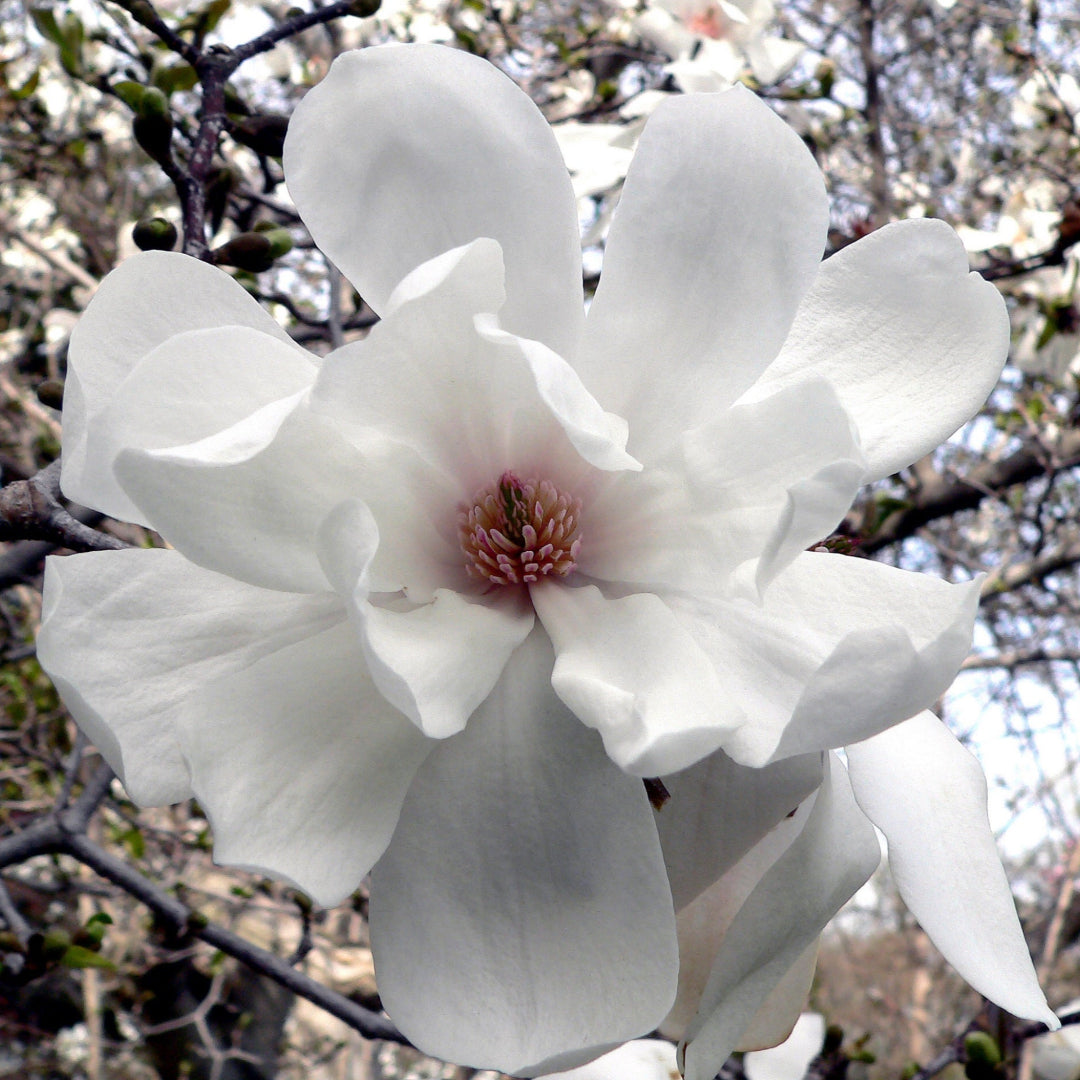Merrill Magnolia