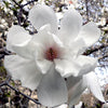 Magnolia Trees