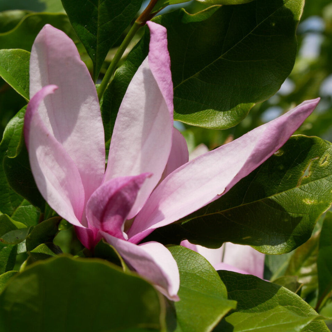 Betty Magnolia Tree