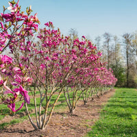 Magnolia Betty flowering tree mature plant size