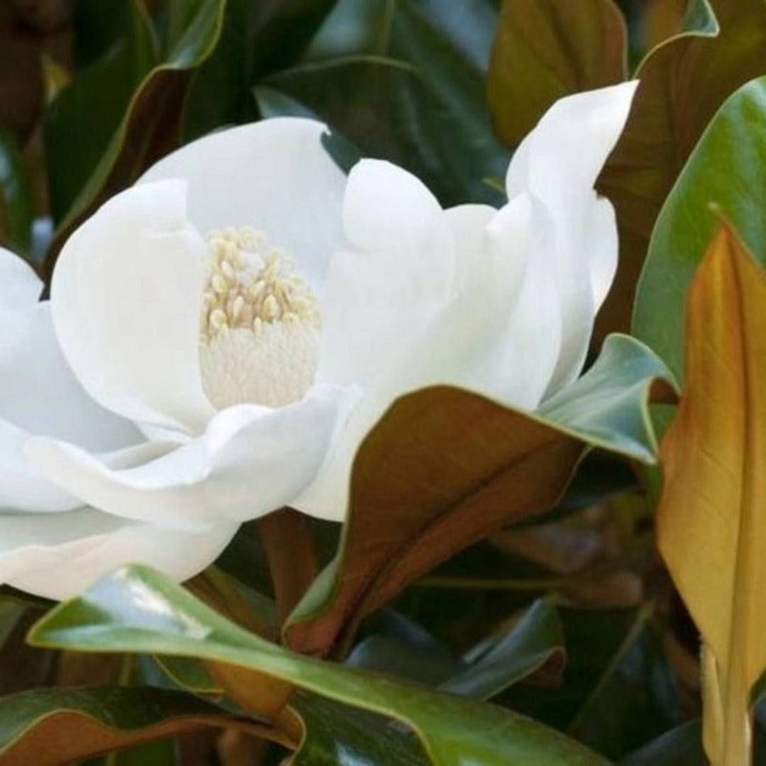 Kay Parris Magnolia blooming with creamy white flowers