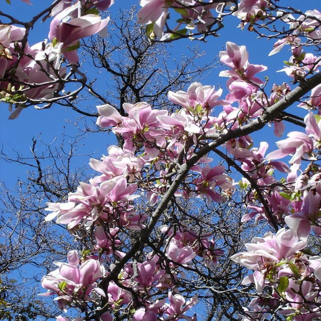 Saucer Magnolia Trees, Fragrant