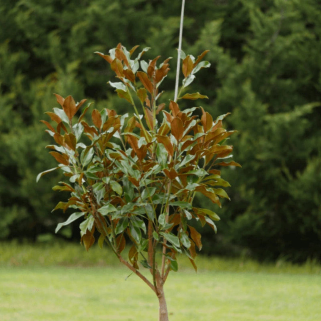 Magnolia Kay Parris tree showing upright growth and dense leaves