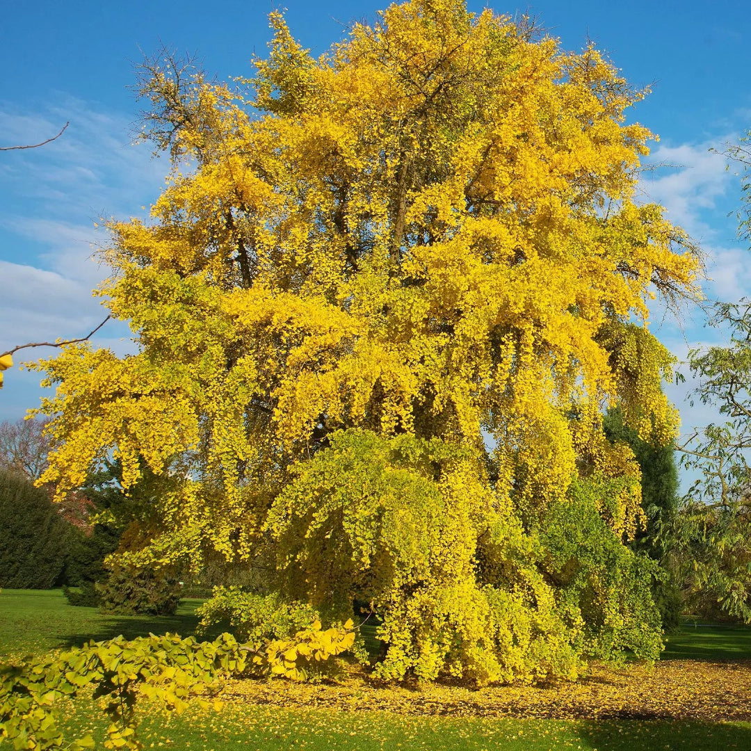 Ginkgo Tree with golden fall foliage