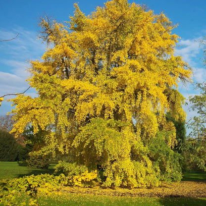 Ginkgo Tree with golden fall foliage