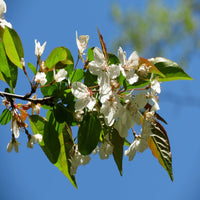 Malus angustifolia native crabapple tree foliage view