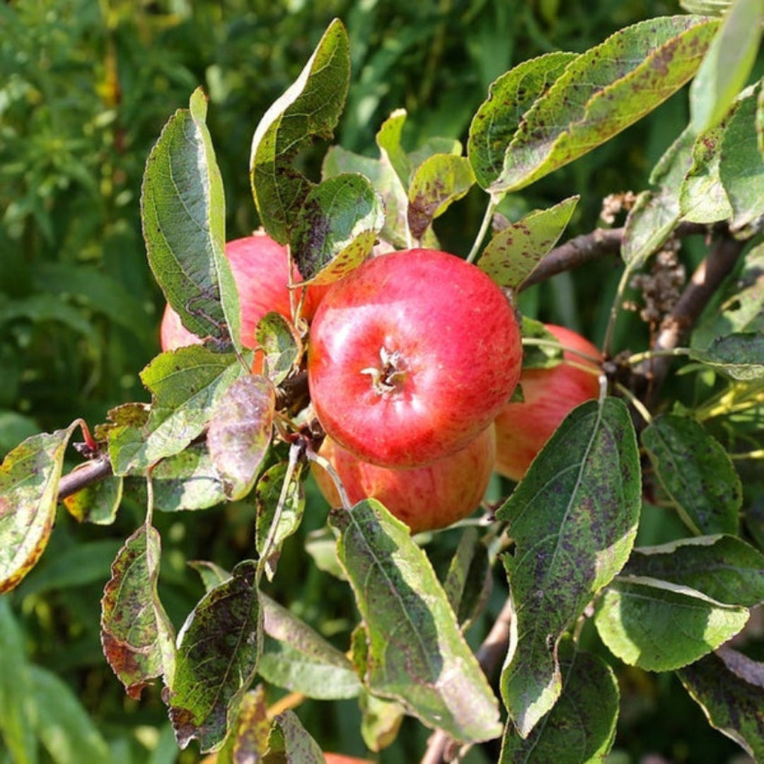 Red Rome Beauty Apple Tree