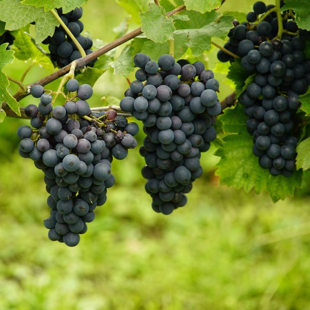 Marechal Foch - Grapes for Red wine