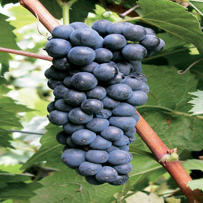 Marechal Foch - Grapes for Red wine