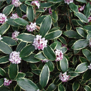 Daphne, Marginated Pink, (Fall/Winter Blooming) Extremely Fragrant Pink Blooms