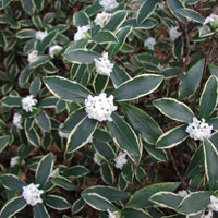 Daphne Marginata White Shrub