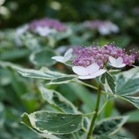 Hydrangea macrophylla Mariesii Variegated variety featuring white and pink blossoms