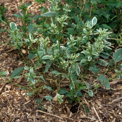 Mariesii Variegated Hydrangea