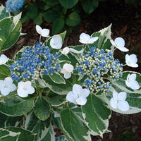 Mariesii Variegated Hydrangea plant with soft pink and white blooms at Pixies Gardens