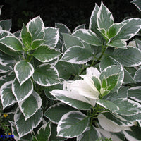 Close-up of Mariesii Variegated Hydrangea showing delicate pink lacecap flowers and variegated leaves