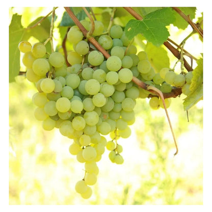 Marquis Seedless Grapes
