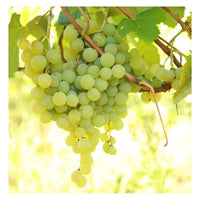 Marquis Seedless Grapes