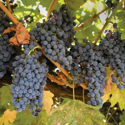 Mars Black Seedless Grape Vine