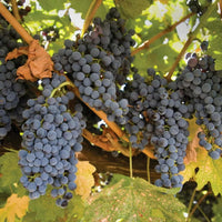 Vigorous Mars Black Grape Vine displaying leafy growth and developing grape bunches
