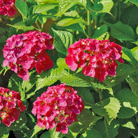 Lush pink flowers on Hydrangea Macrophylla Masja
