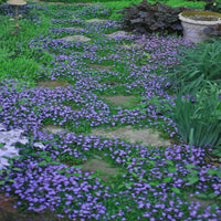 Mazus reptans Blue flowering carpet view