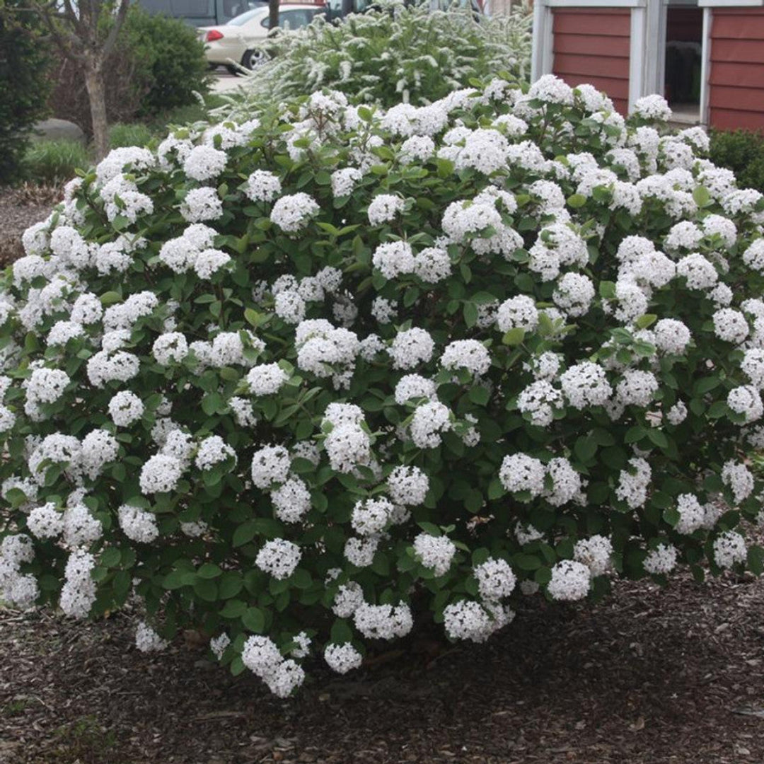 Nantucket Viburnum Shrub