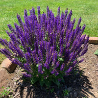Salvia nemorosa 'May Night' - [EG]