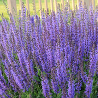 Salvia nemorosa 'May Night' - [EG]