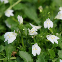 Mazus reptans Alba White Mazus groundcover plant