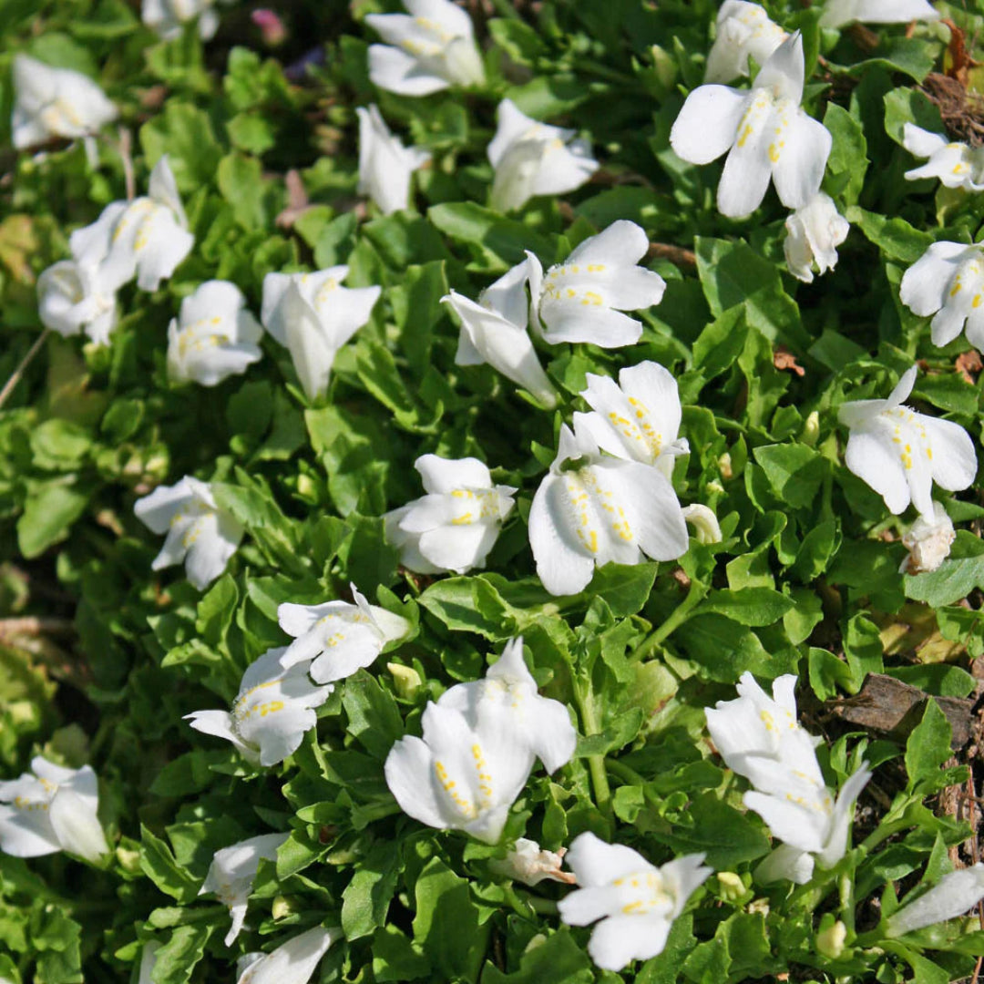 Mazus reptans &