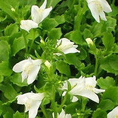 Mazus reptans &