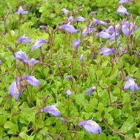 Blue Mazus reptans with small blooms