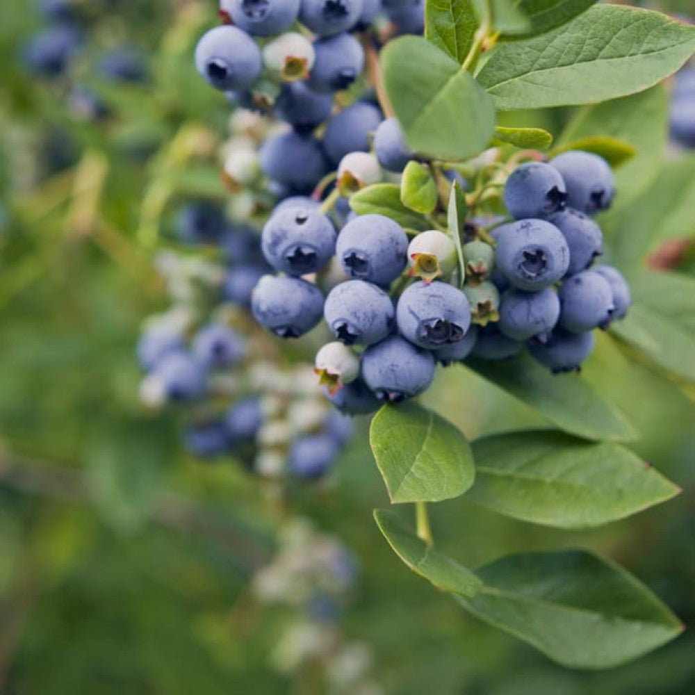 Meadowlark Blueberry