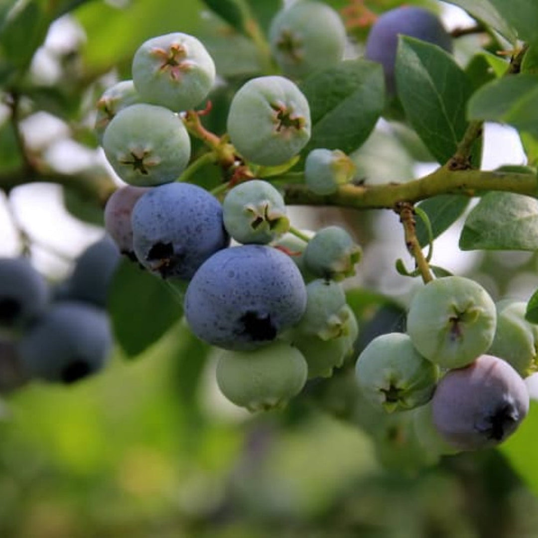 Meadowlark Blueberry