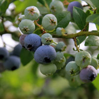 Meadowlark Blueberry plant loaded with deep-blue berries ready to harvest