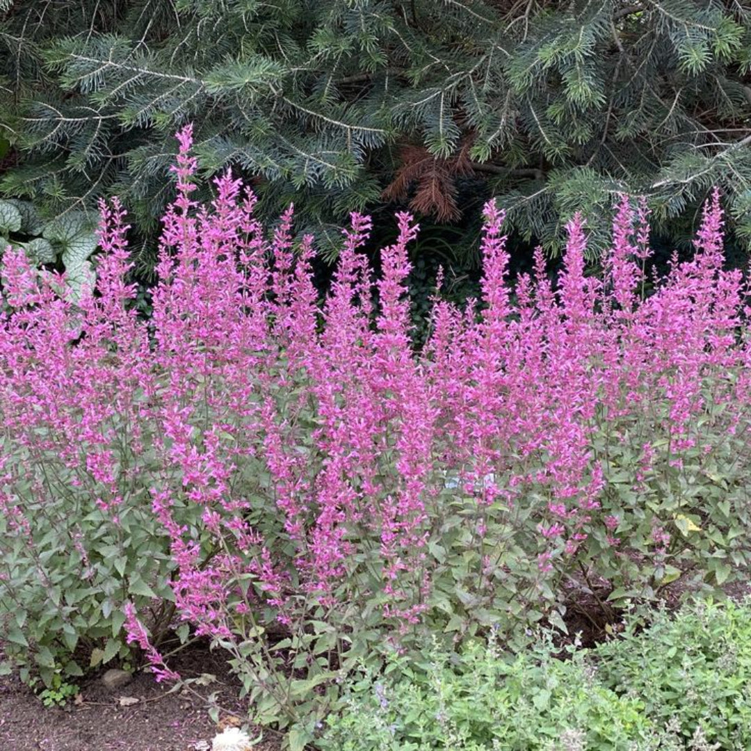 Agastache Meant to Bee® &