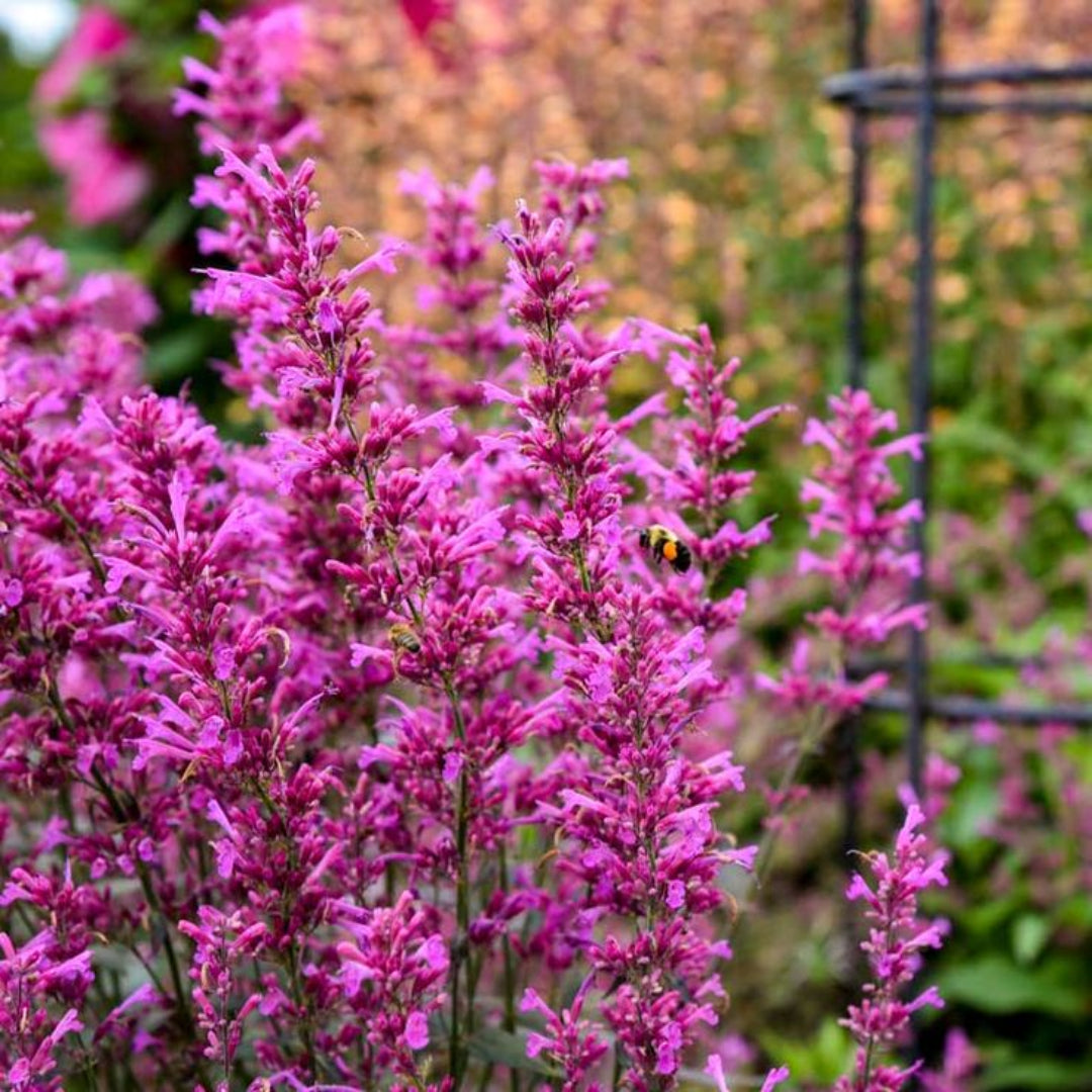 Agastache Meant to Bee® &