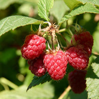 Raspberry Shortcake
