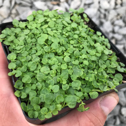 Mentha Requienii Corsican Mint Round 10 count flat of 4.5" pots - [EG]