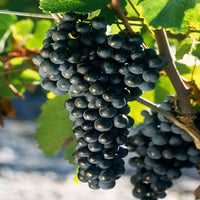 Merlot Grape Plant