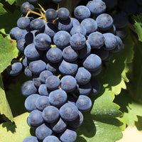 Merlot Grape Plant