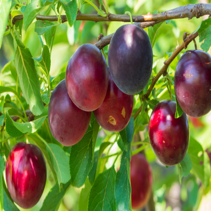 Methley Plum illustration showing fruit and leaves