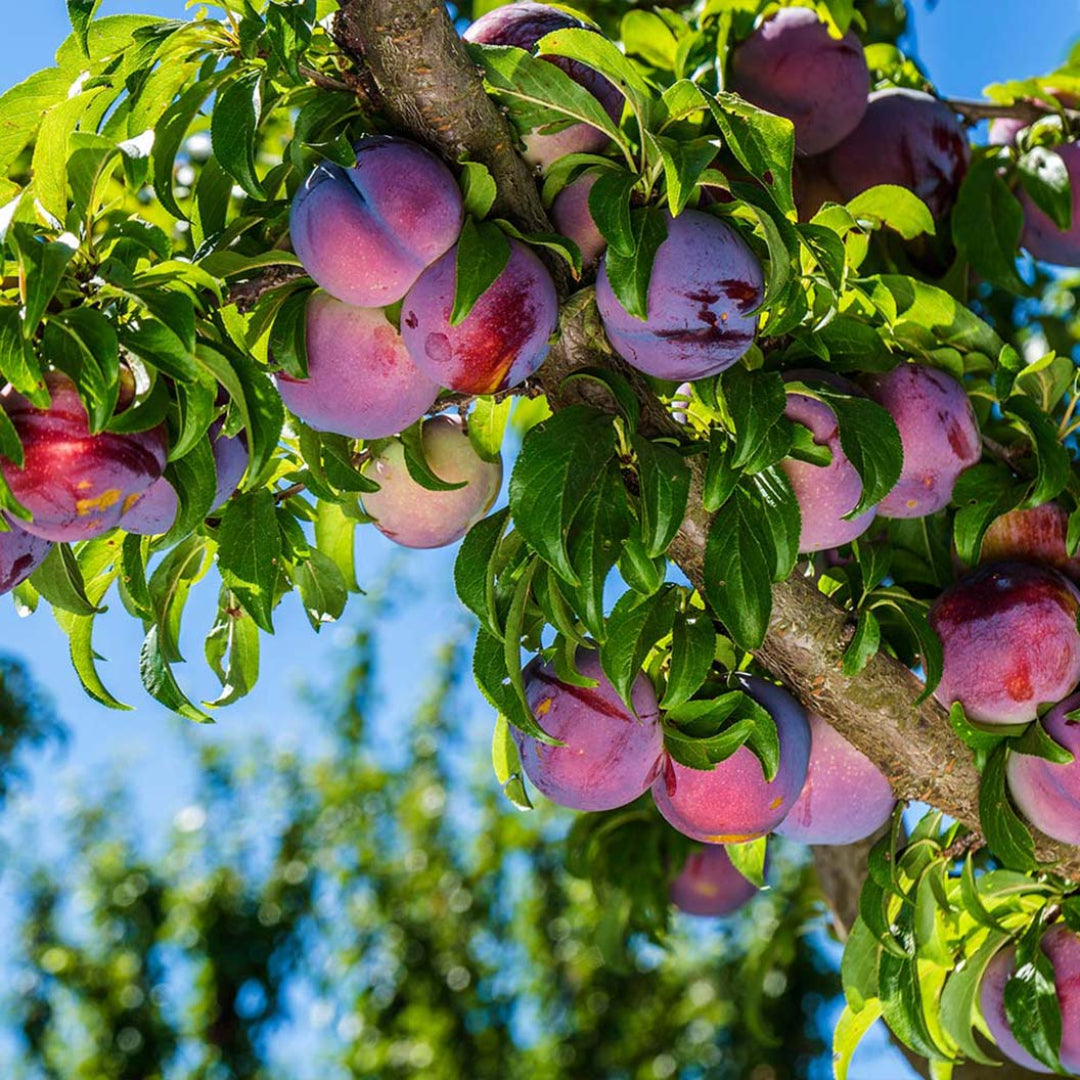 Mature Methley Plum Tree loaded with fruit