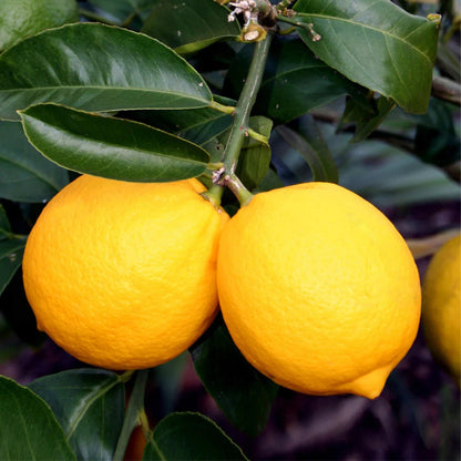 Meyer Lemon Tree
